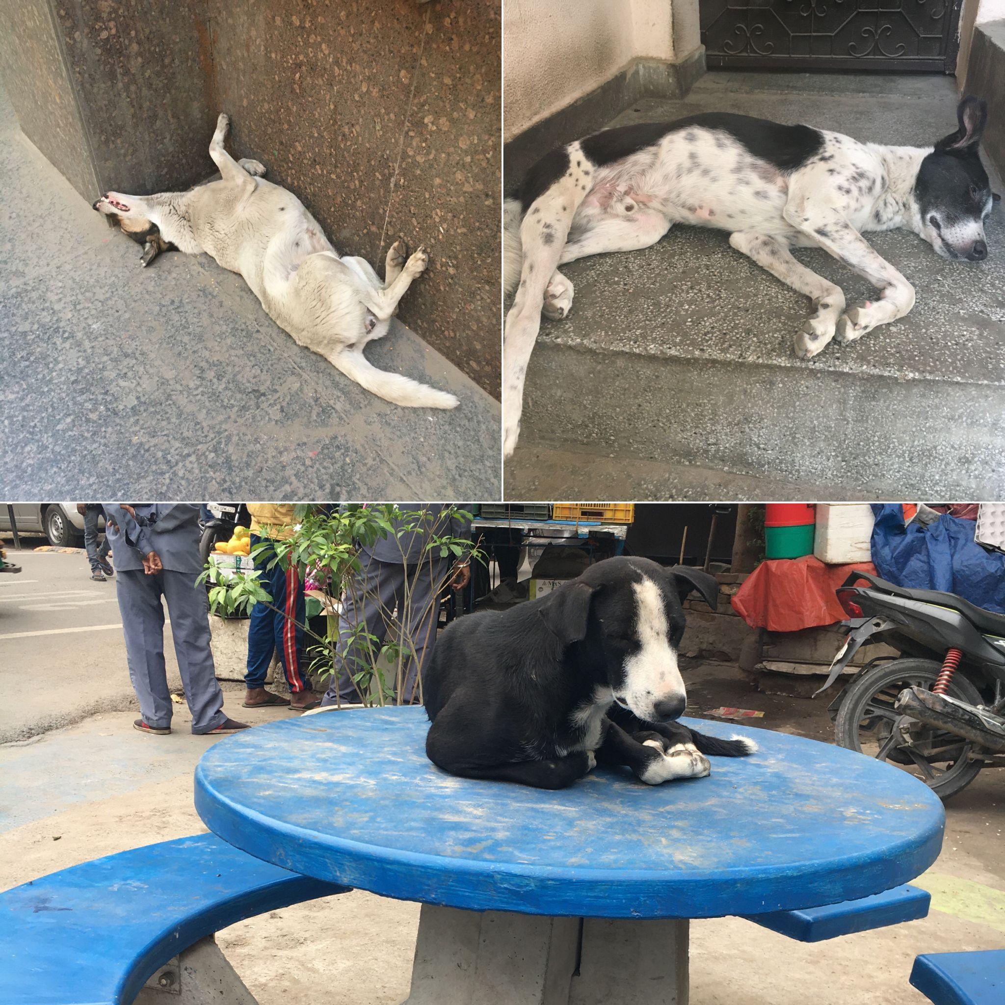 インド犬　寝てる